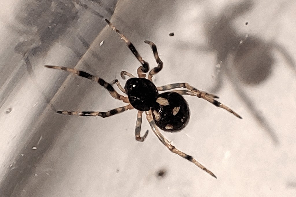 Crustulina_guttata-5.jpg