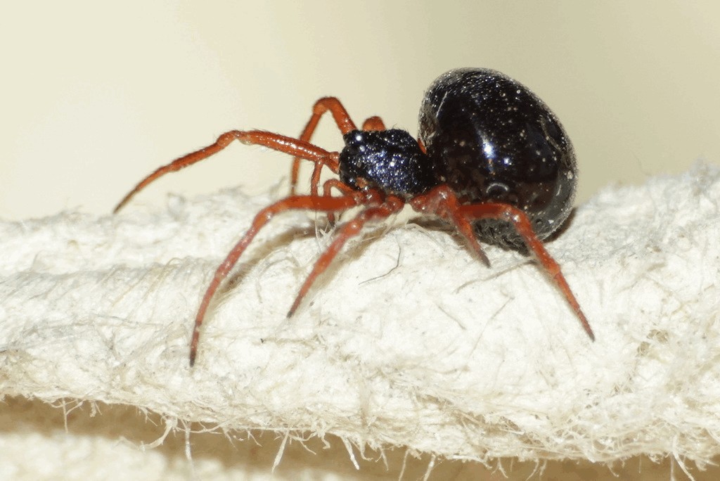 Crustulina_sticta-1.jpg