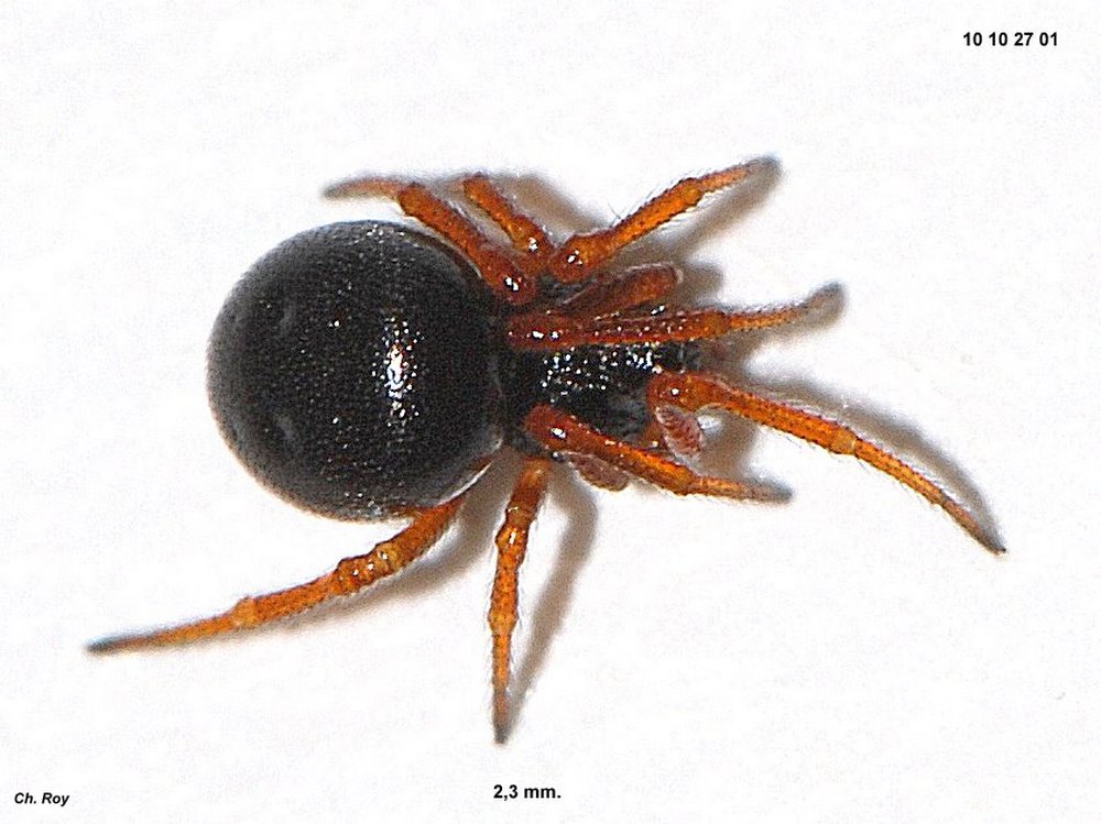Crustulina_sticta-3.jpg