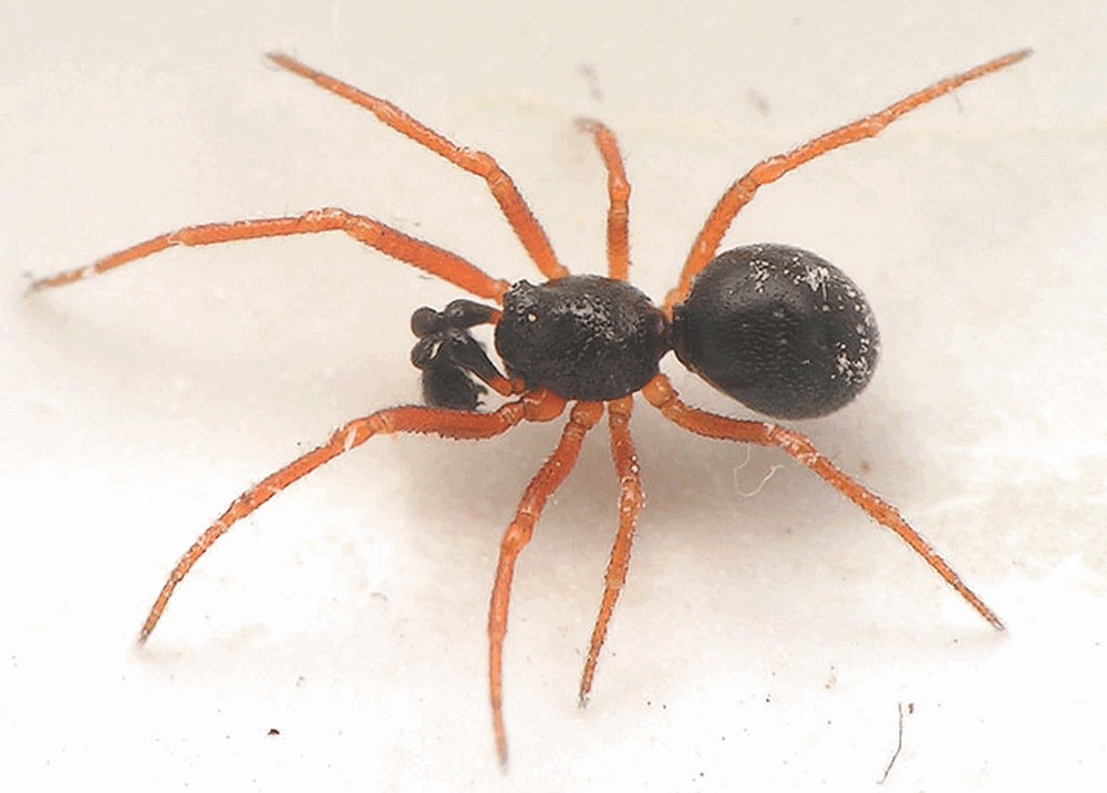 Crustulina_sticta-4.jpg