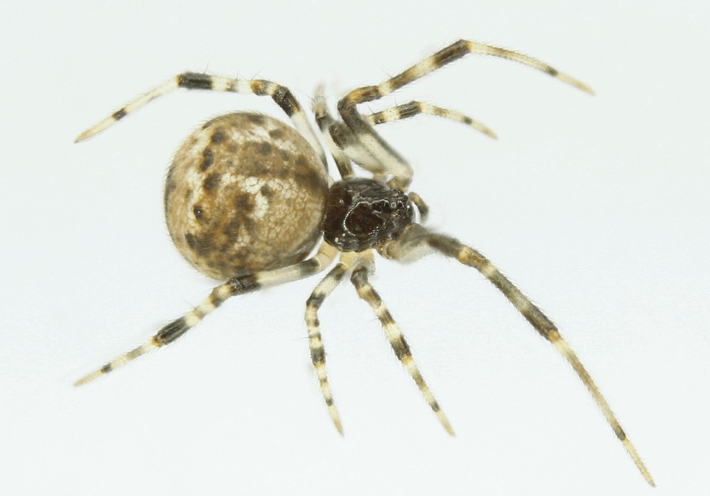 Cryptachaea_riparia-1.jpg