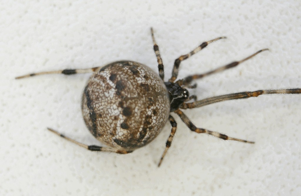 Cryptachaea_riparia-3.jpg