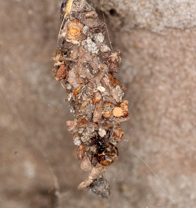 Cryptachaea_riparia-4.jpg