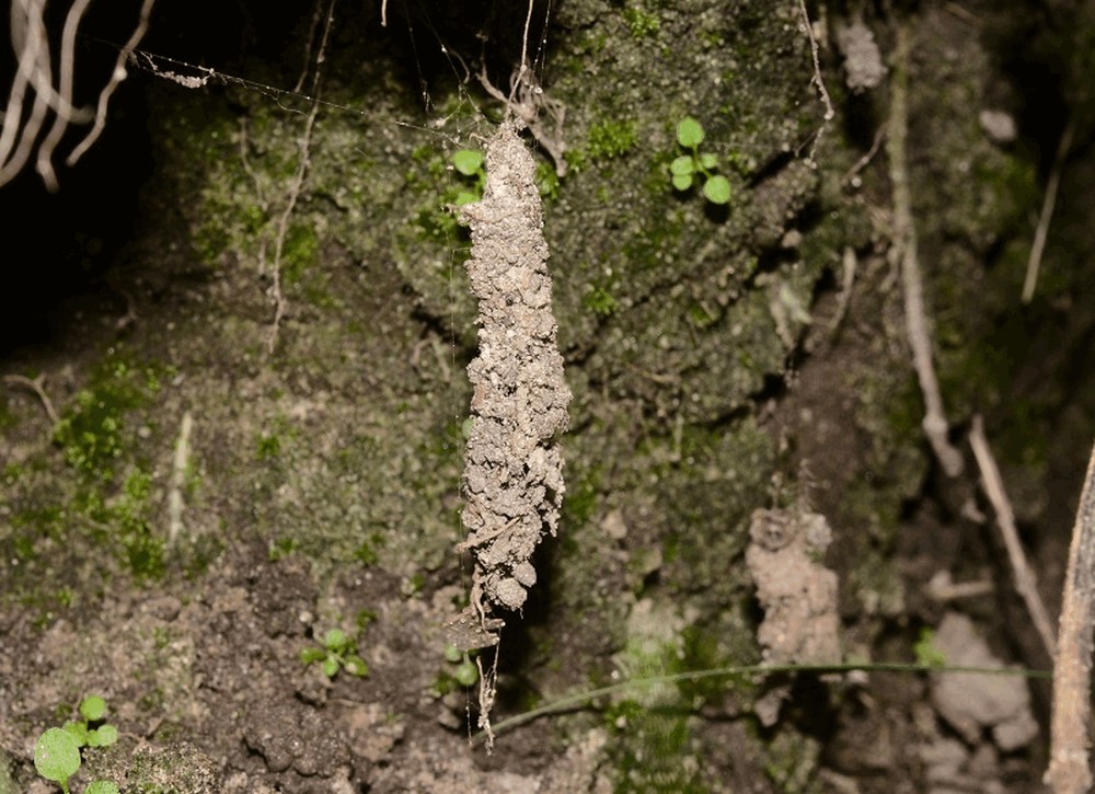 Cryptachaea_riparia-5.jpg