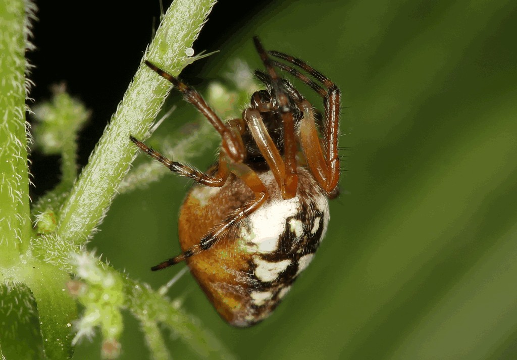 Cyclosa_conica-1.jpg