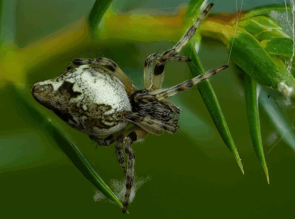 Cyclosa_conica-2.jpg