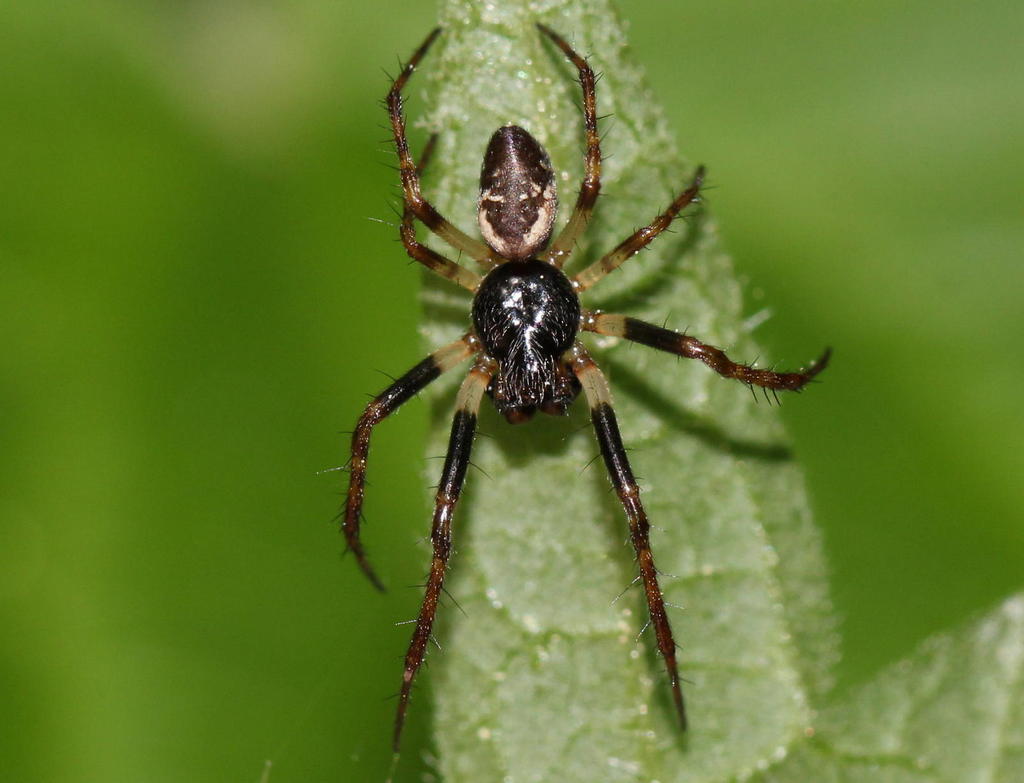 Cyclosa_conica-3.jpg