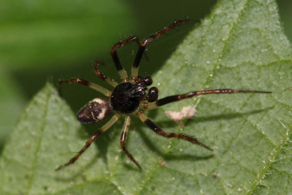 Cyclosa_conica-3a.jpg