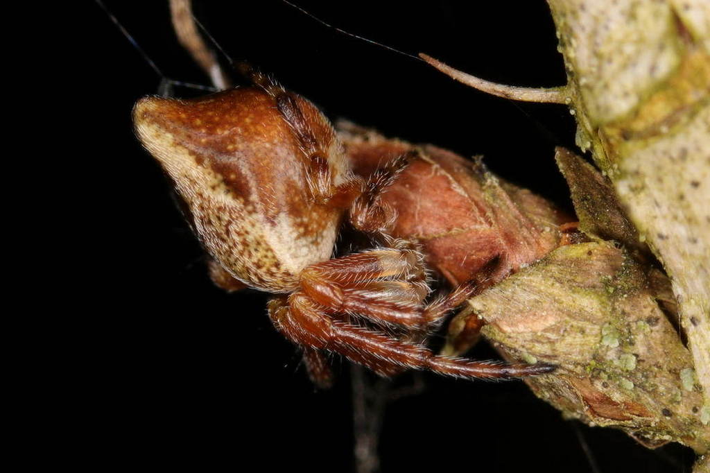 Cyclosa_conica-4.jpg