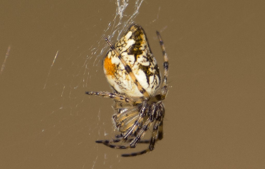 Cyclosa_conica-5.jpg