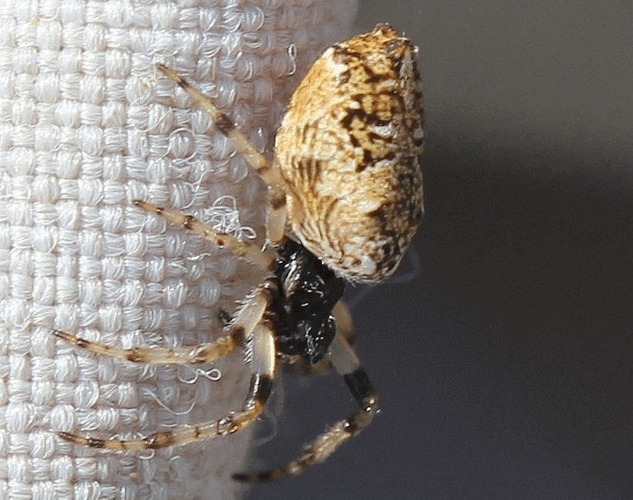 Cyclosa_oculata-1.jpg