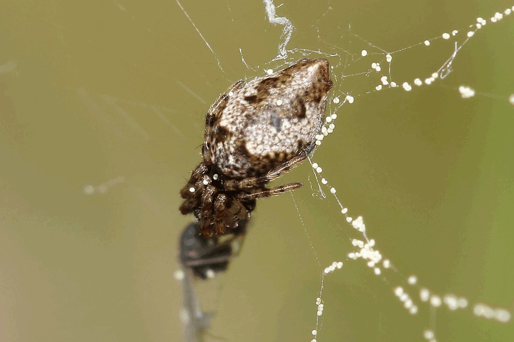 Cyclosa_oculata-2.jpg
