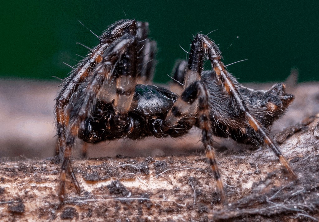 Cyclosa_oculata-3.jpg