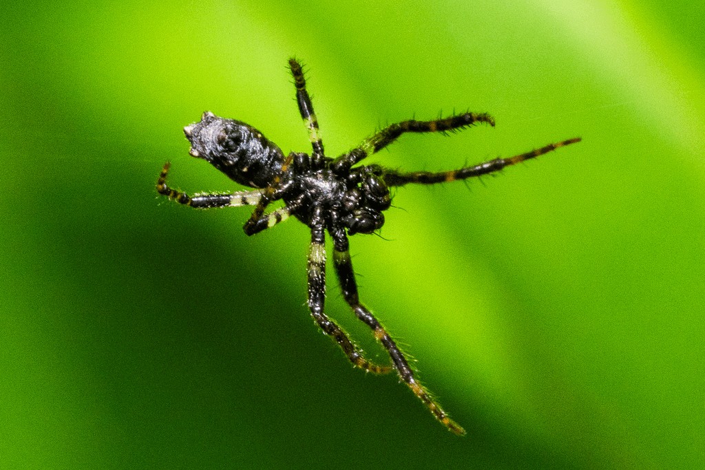 Cyclosa_oculata-5.jpg