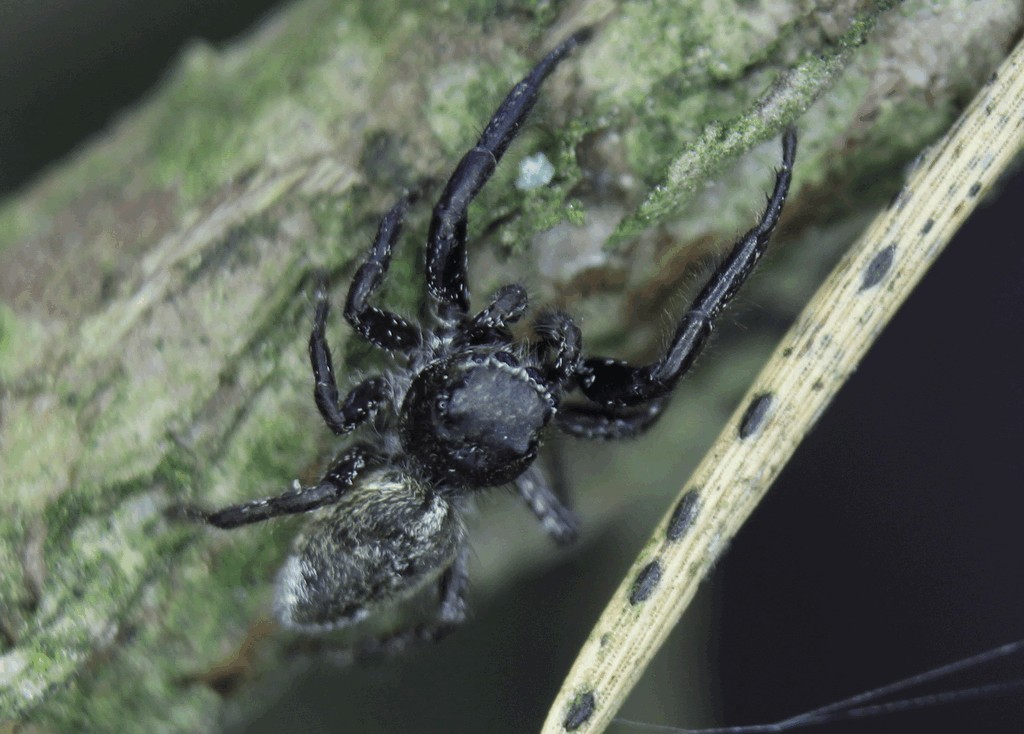 Dendryphantes_hastatus-1.jpg