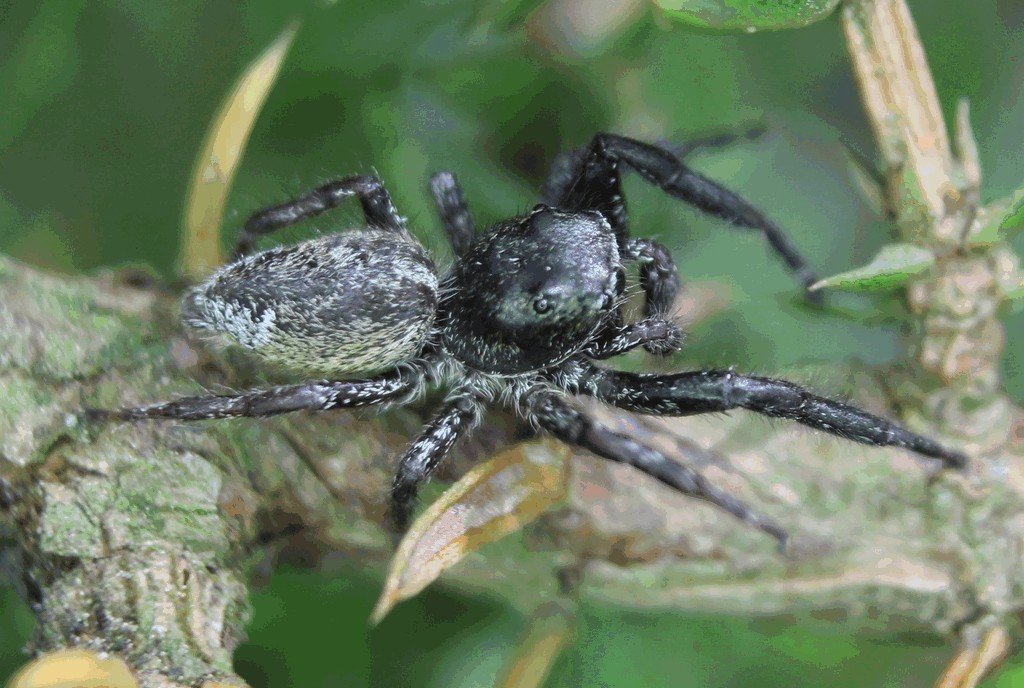 Dendryphantes_hastatus-5.jpg