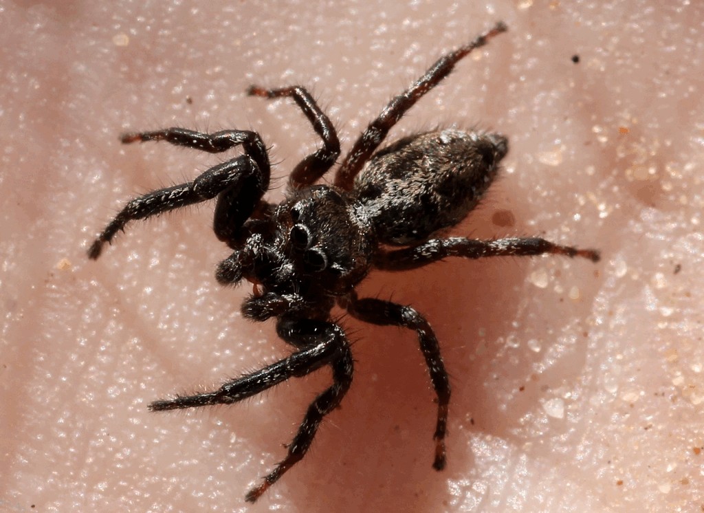 Dendryphantes_hastatus-6.jpg