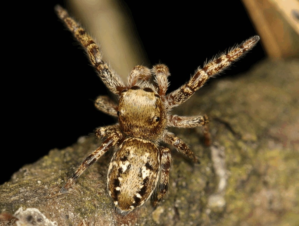 Dendryphantes_rudis-1.jpg