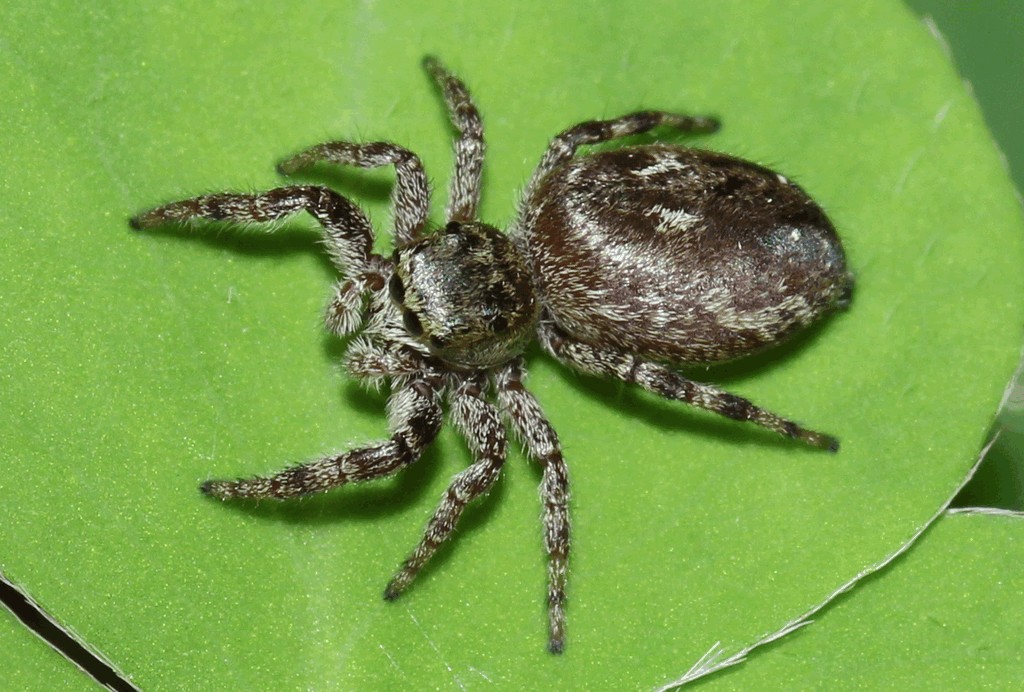 Dendryphantes_rudis-2.jpg