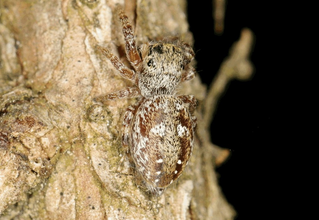 Dendryphantes_rudis-3.jpg