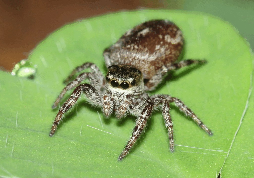 Dendryphantes_rudis-4.jpg