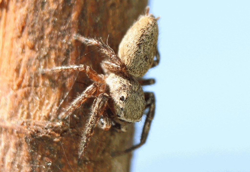 Dendryphantes_rudis-6.jpg
