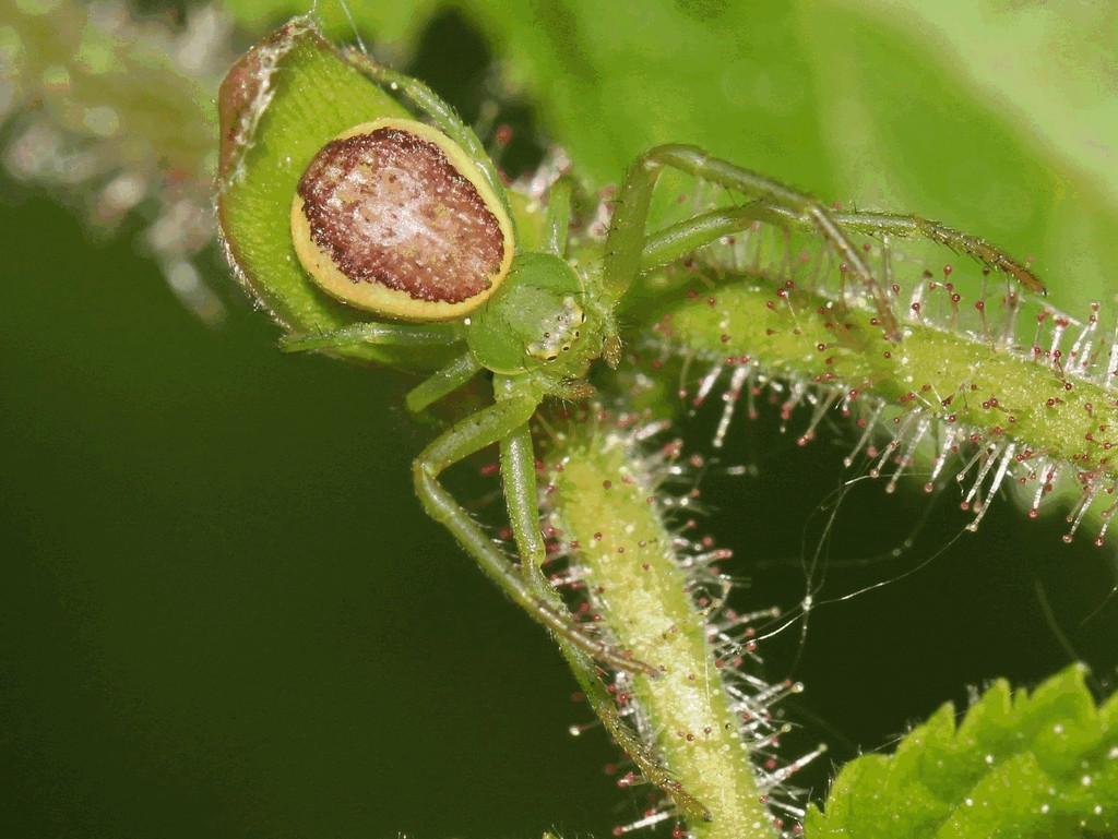 Diaea_dorsata-1.jpg