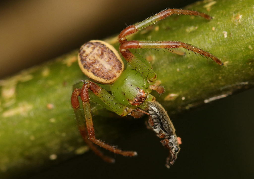 Diaea_dorsata-17.jpg