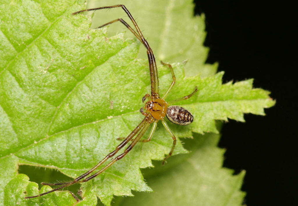 Diaea_dorsata-3.jpg