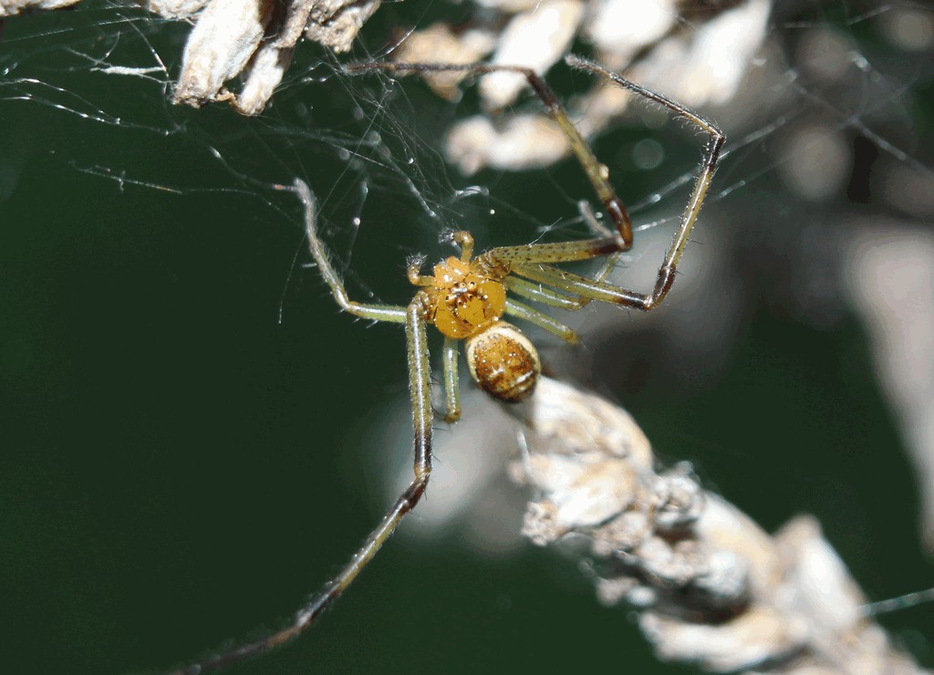 Diaea_dorsata-5.jpg