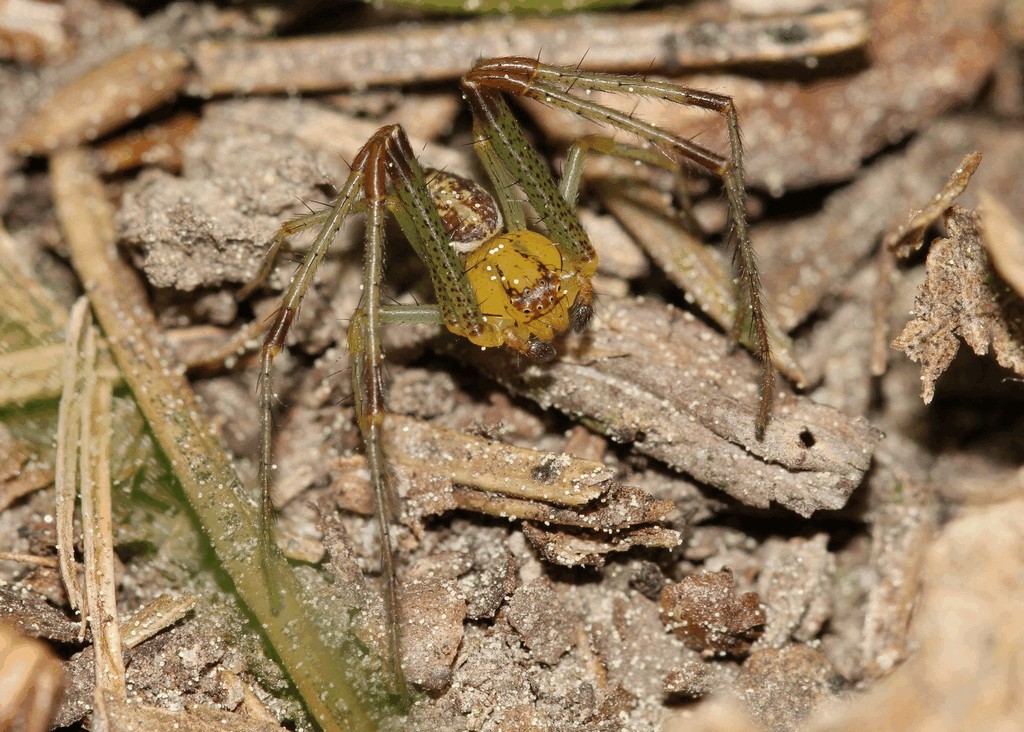 Diaea_dorsata-6.jpg