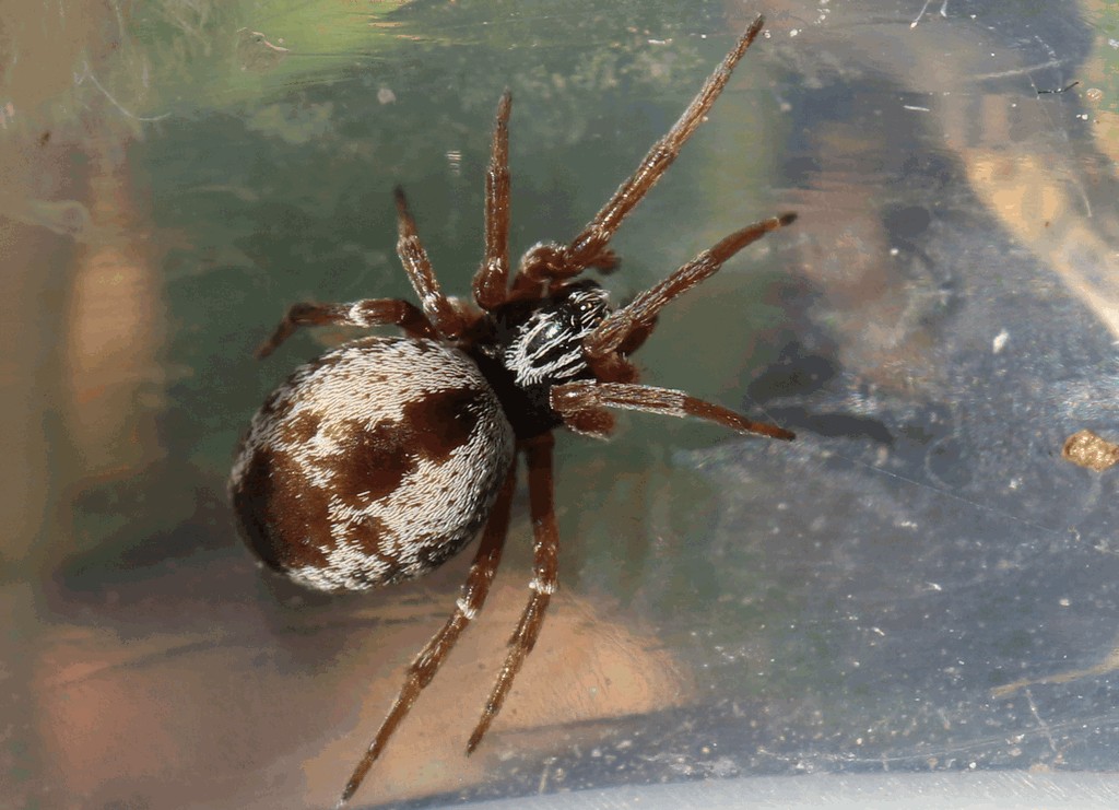 Dictyna_arundinacea-2.jpg