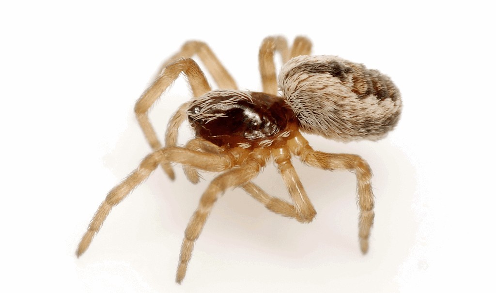Dictyna_major-1.jpg
