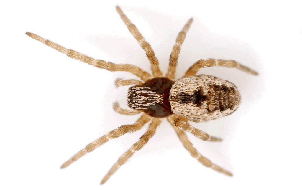 Dictyna_major-1a.jpg