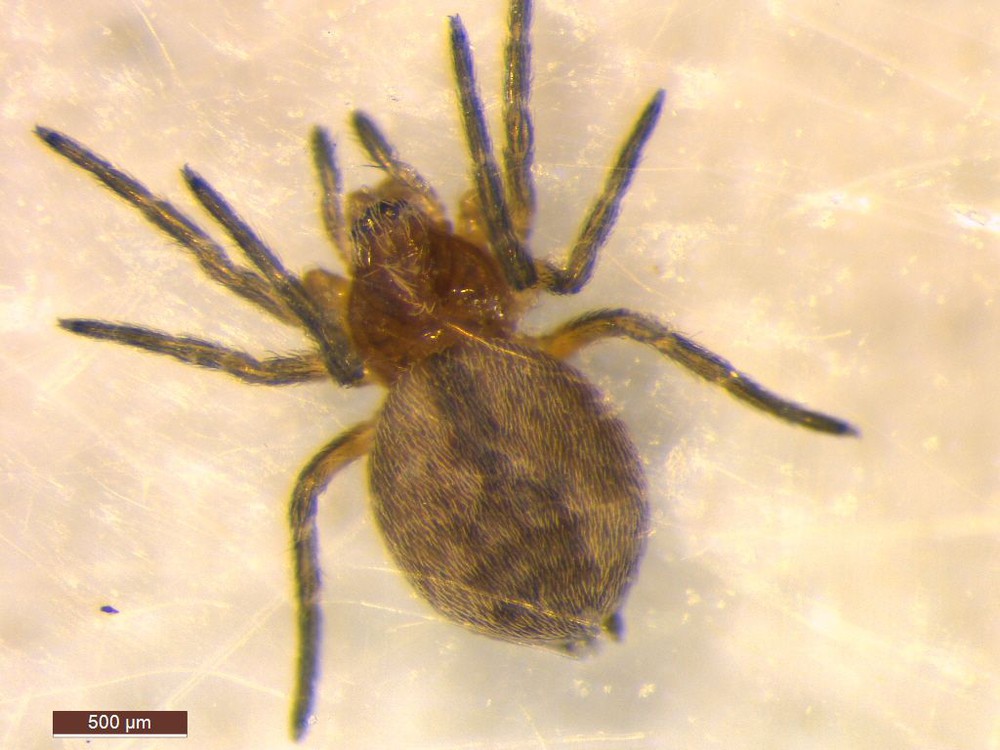 Dictyna_major-2.jpg