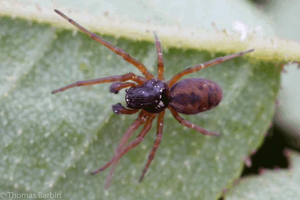 Dictyna_major-3.jpg