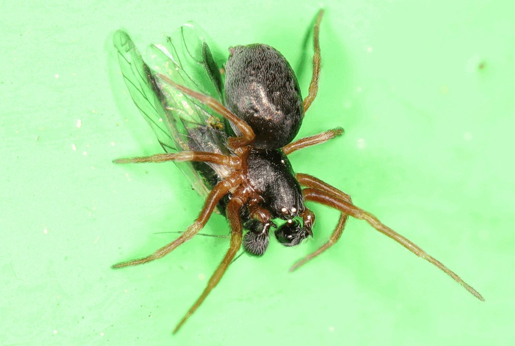 Dictyna_uncinata-1.jpg