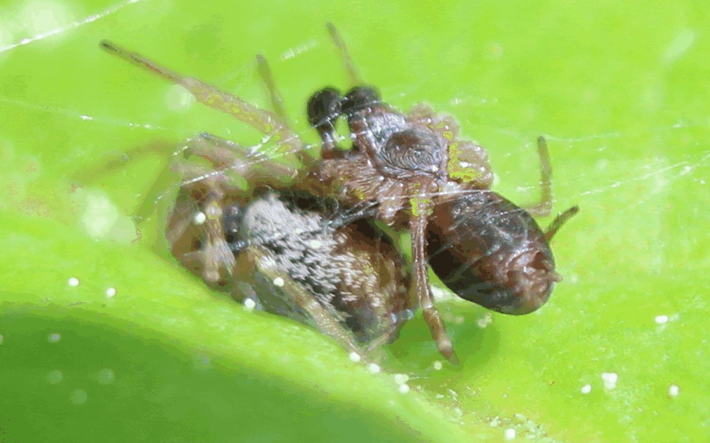 Dictyna_uncinata-3a.jpg