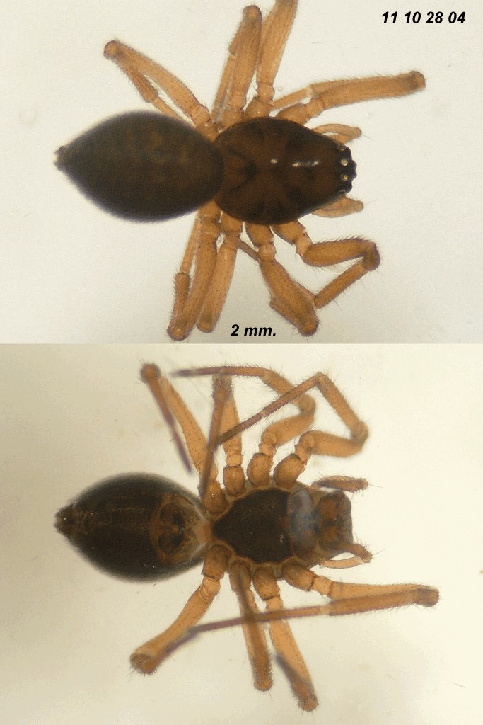 Dicymbium_nigrum-3.jpg