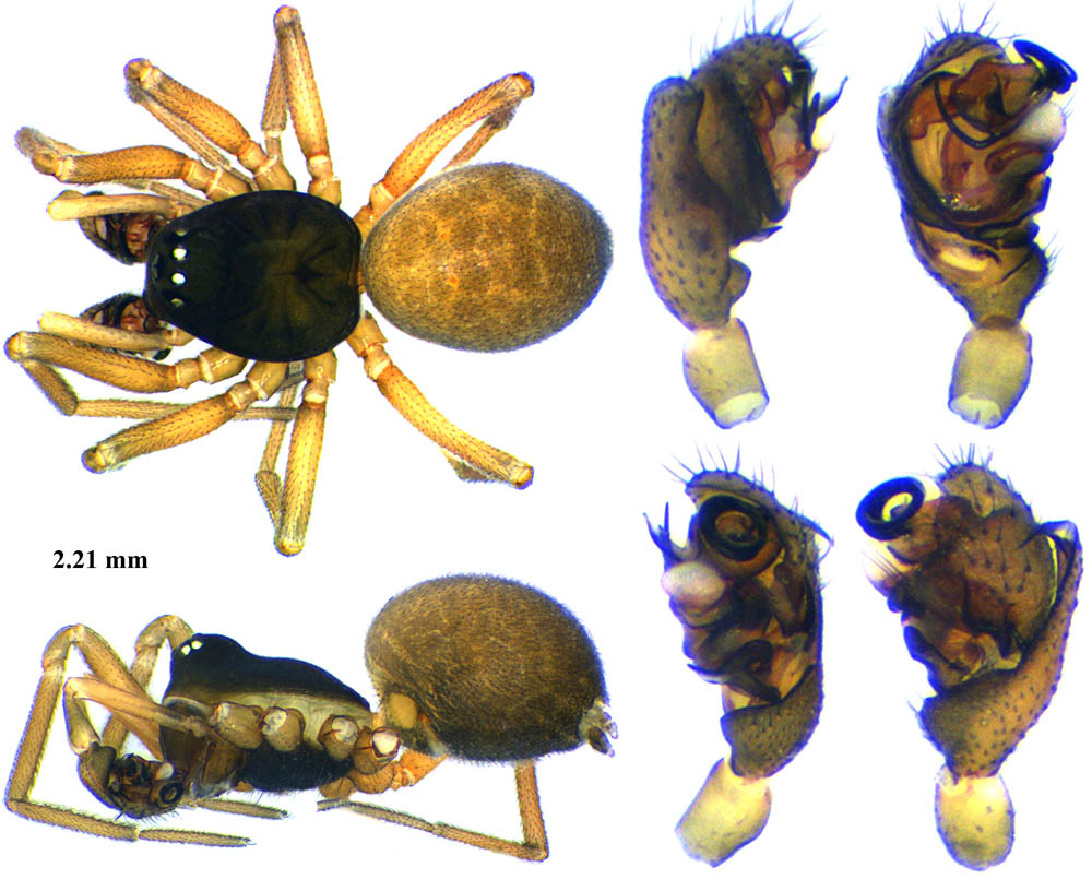 Dicymbium_nigrum-4.jpg