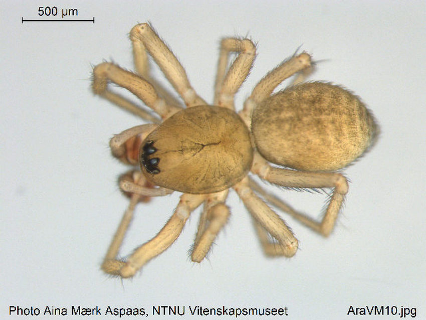 Diplocentria_bidentata-1.jpg