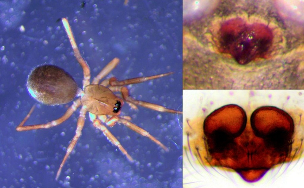 Diplocentria_bidentata-2.jpg