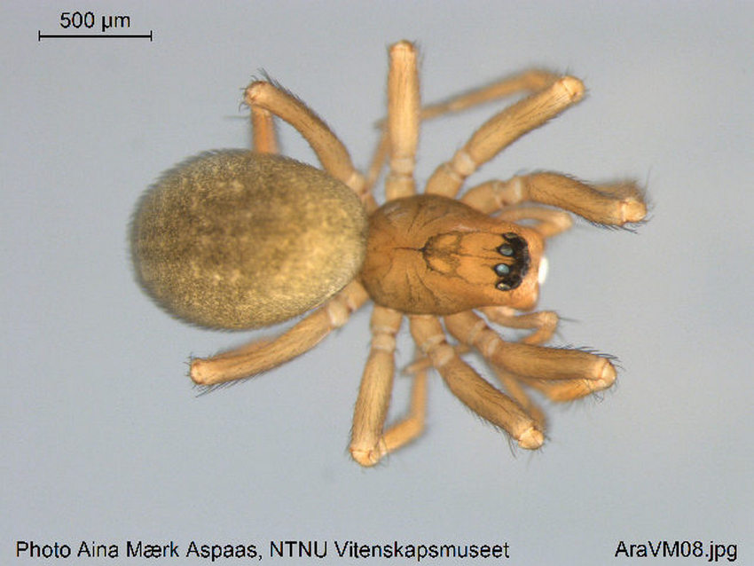 Diplocentria_bidentata-3.jpg