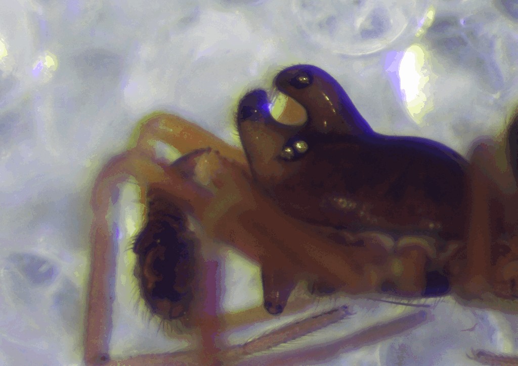 Diplocephalus_cristatus-2a.jpg