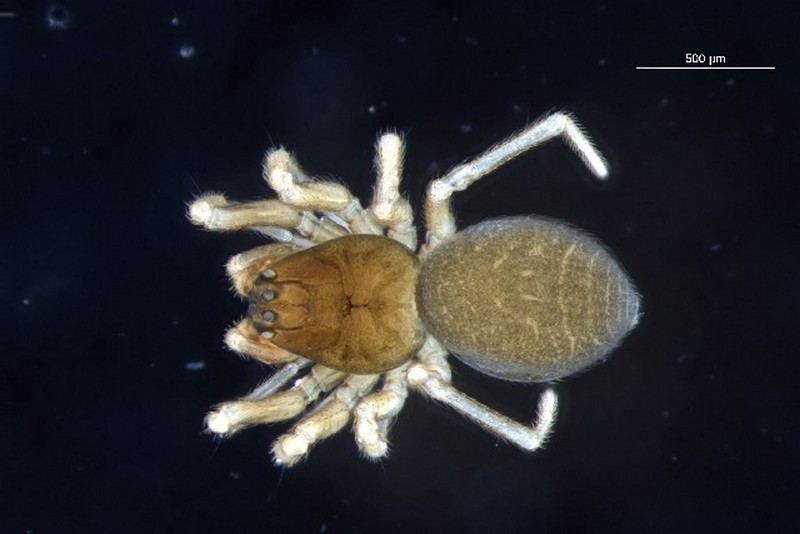 Diplocephalus_dentatus-1.jpg