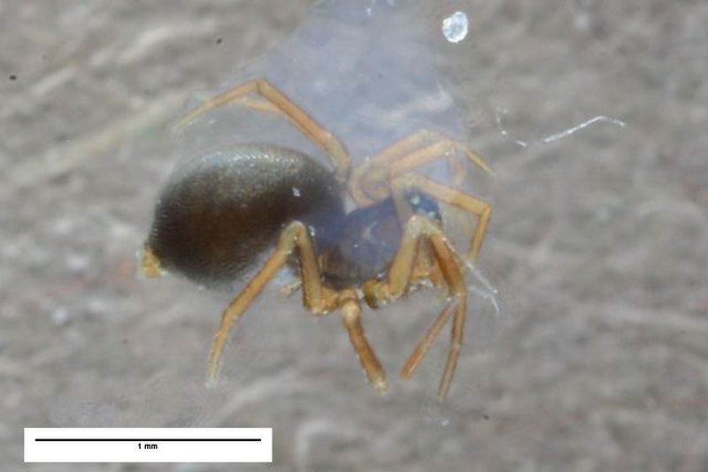 Diplocephalus_dentatus-2.jpg