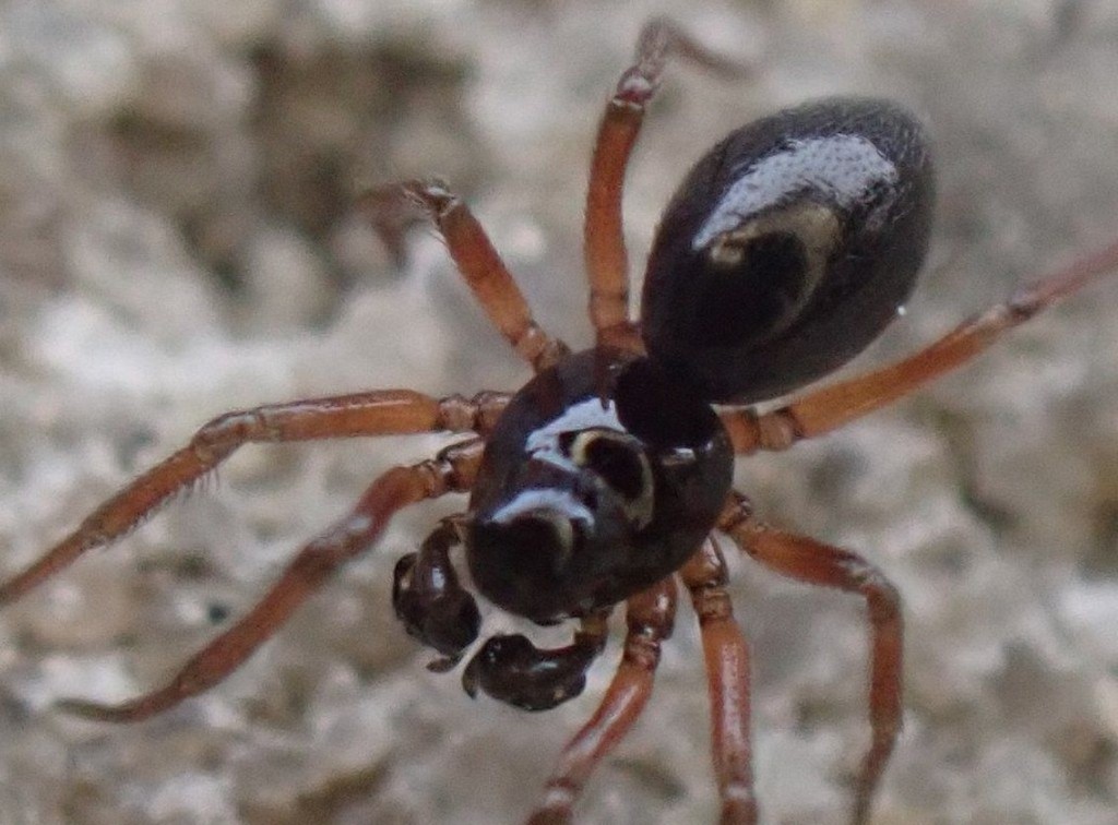 Diplocephalus_picinus-1.jpg