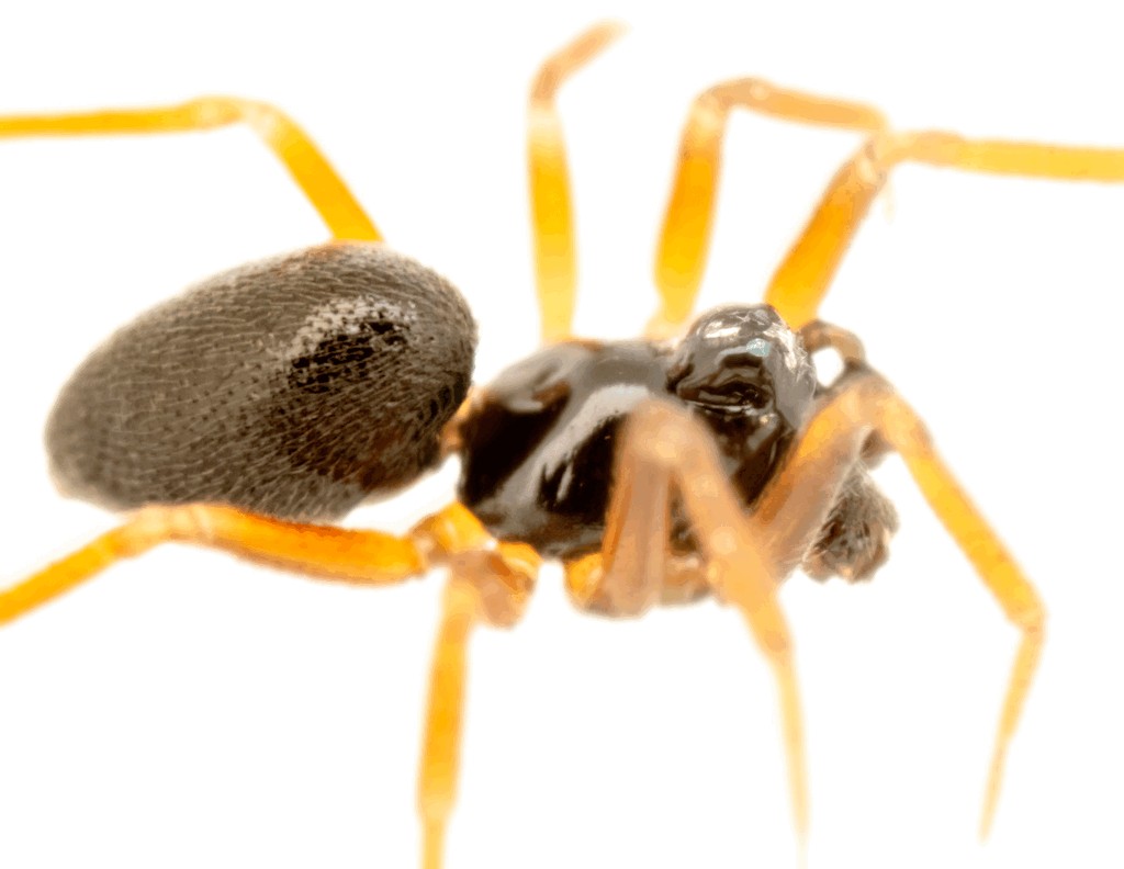 Diplocephalus_picinus-3.jpg