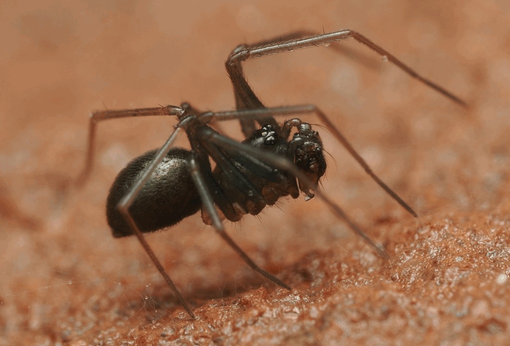 Diplostyla_concolor-2.jpg