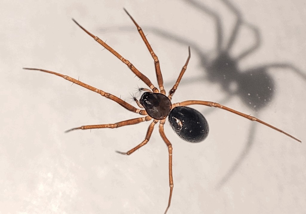 Diplostyla_concolor-3.jpg